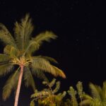 Céu noturno estrelado acima de coqueiros, com a constelação do Cruzeiro do Sul visível entre as estrelas