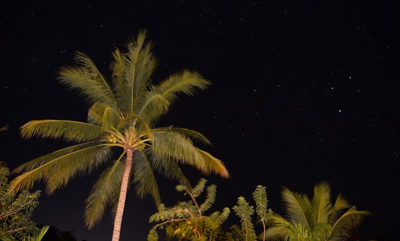 Céu noturno estrelado acima de coqueiros, com a constelação do Cruzeiro do Sul visível entre as estrelas