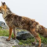 Raposa-vermelha de perfil sobre pedras e vegetação rasteira em área de montanha
