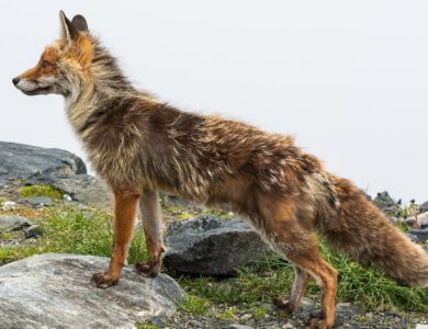 Raposa-vermelha de perfil sobre pedras e vegetação rasteira em área de montanha