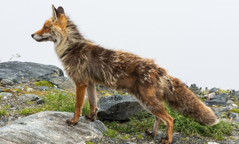 Raposa-vermelha de perfil sobre pedras e vegetação rasteira em área de montanha